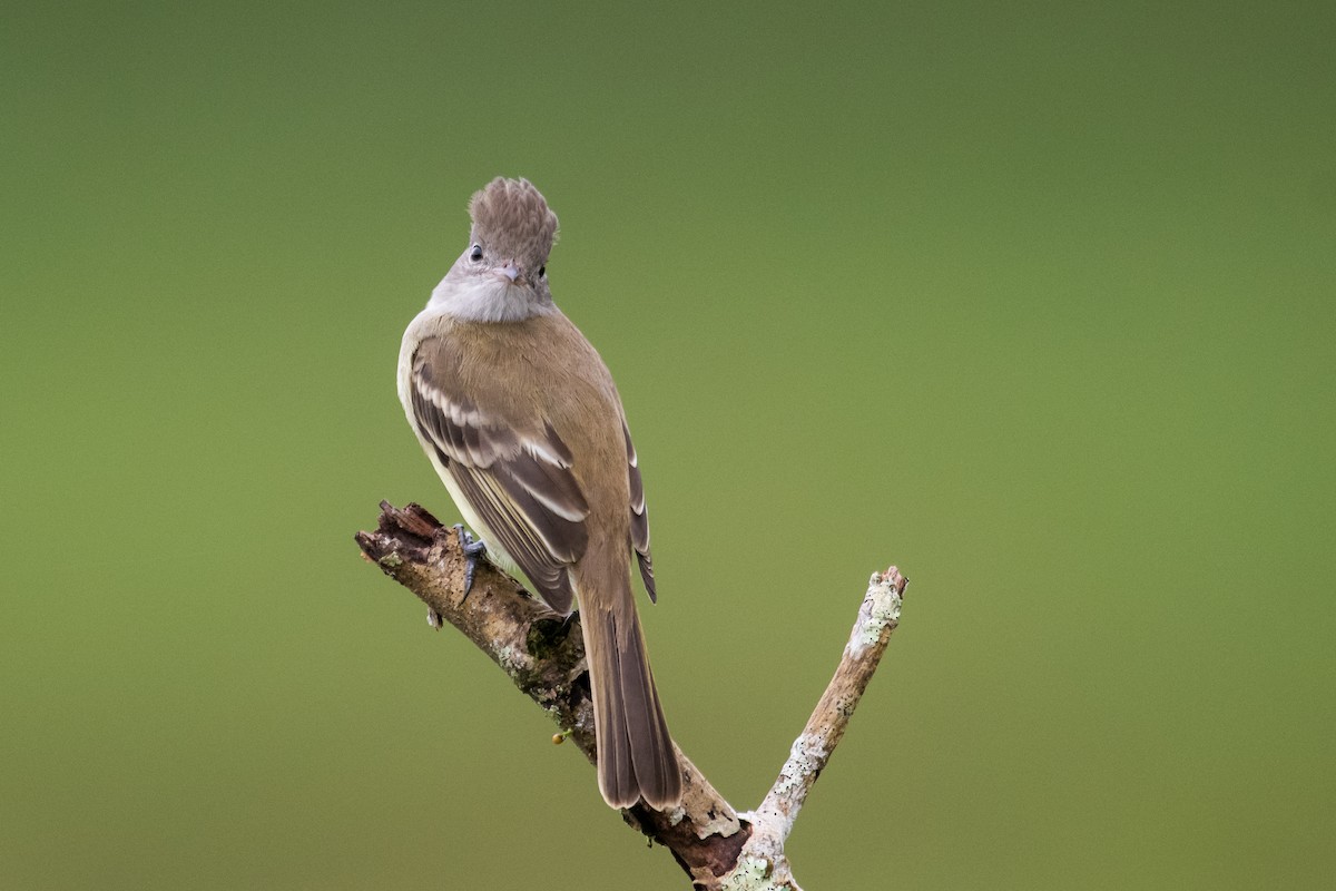 Yellow-bellied Elaenia - ML623338743