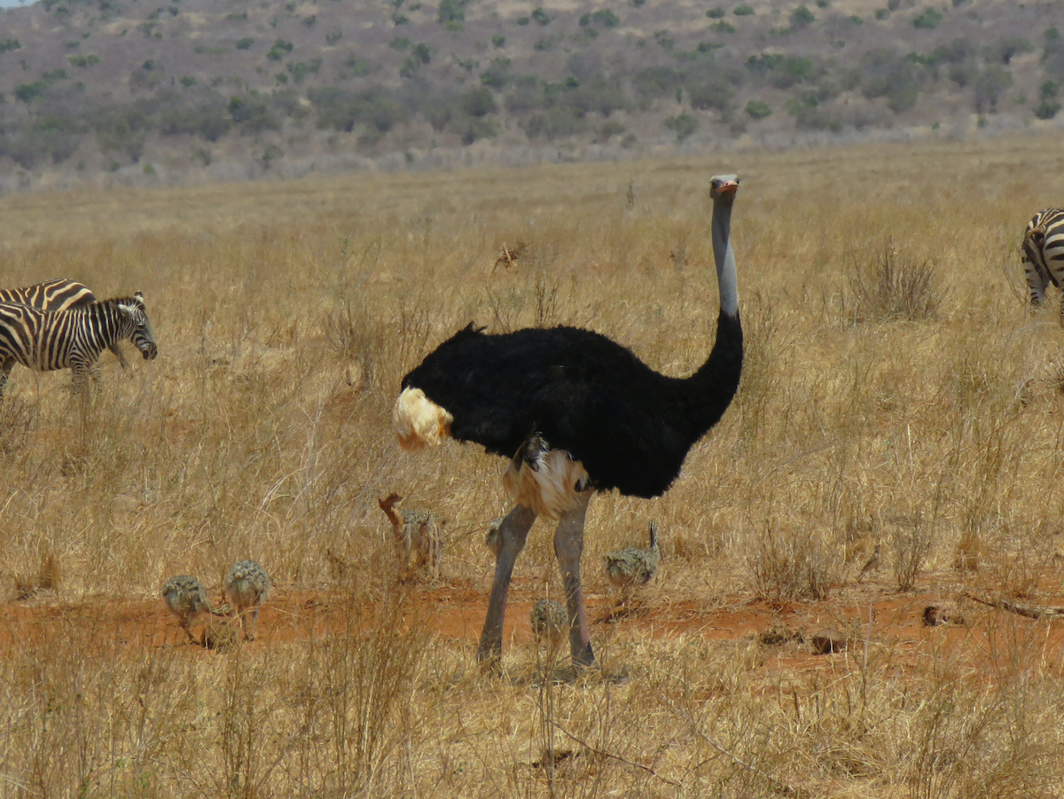 Somali Ostrich - Beniamino Tuliozi