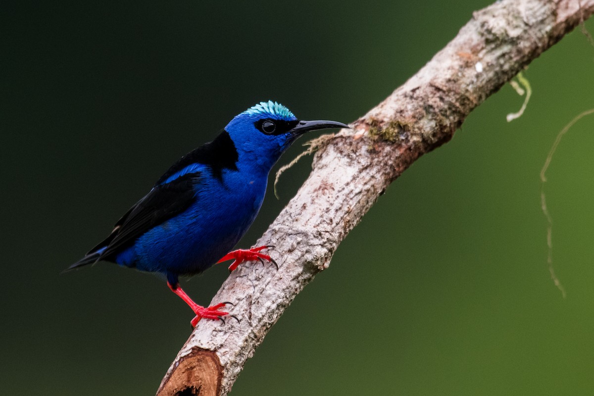 Red-legged Honeycreeper - ML623338750