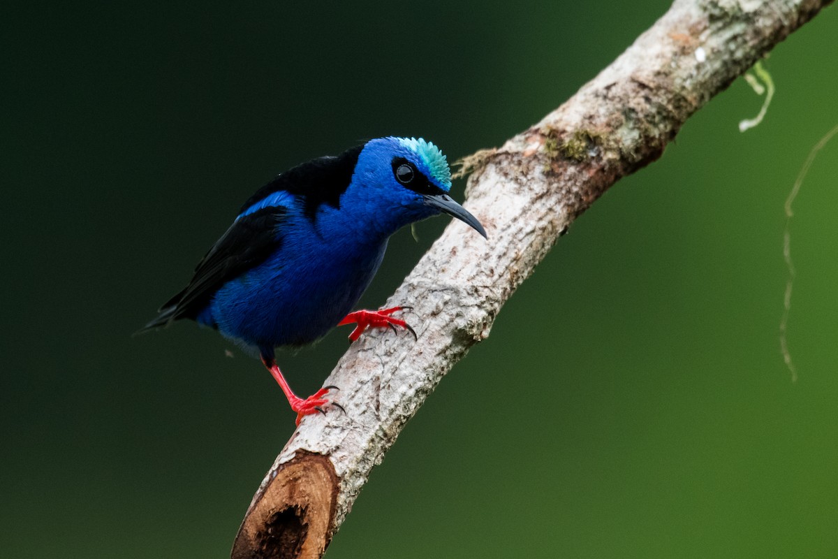 Red-legged Honeycreeper - ML623338751