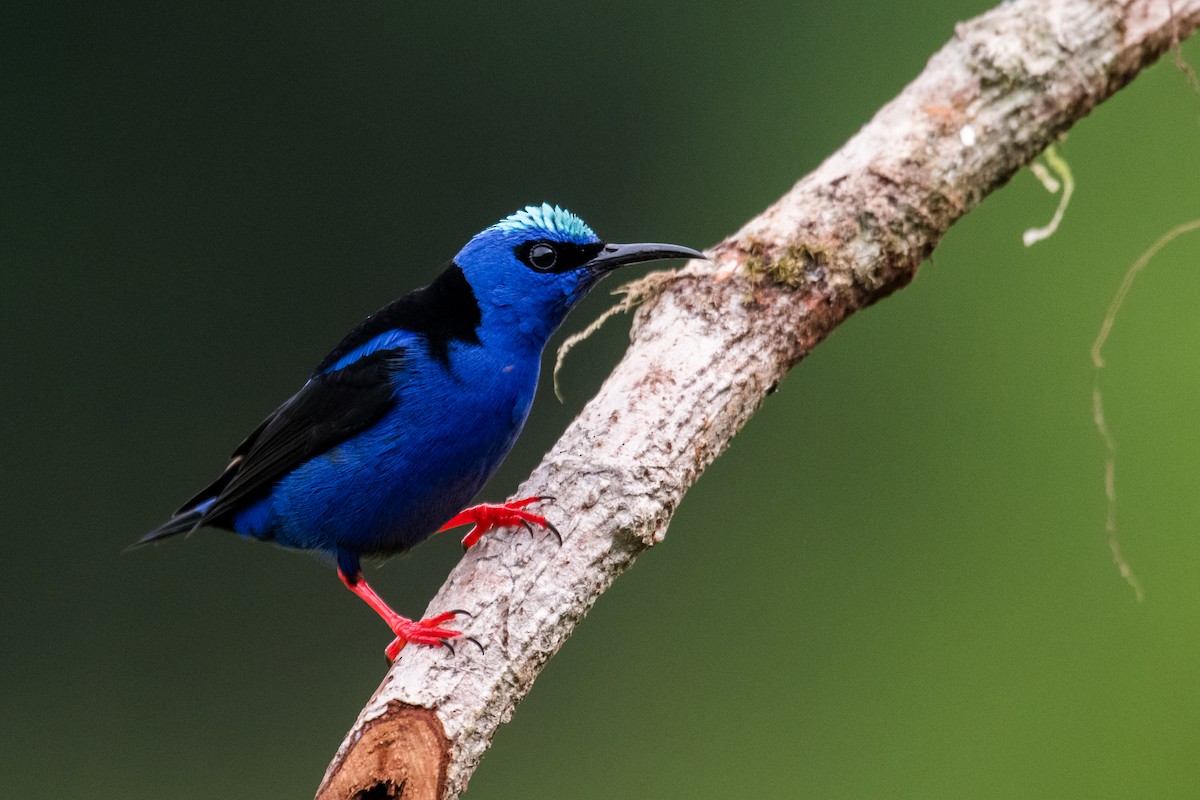 Red-legged Honeycreeper - ML623338753