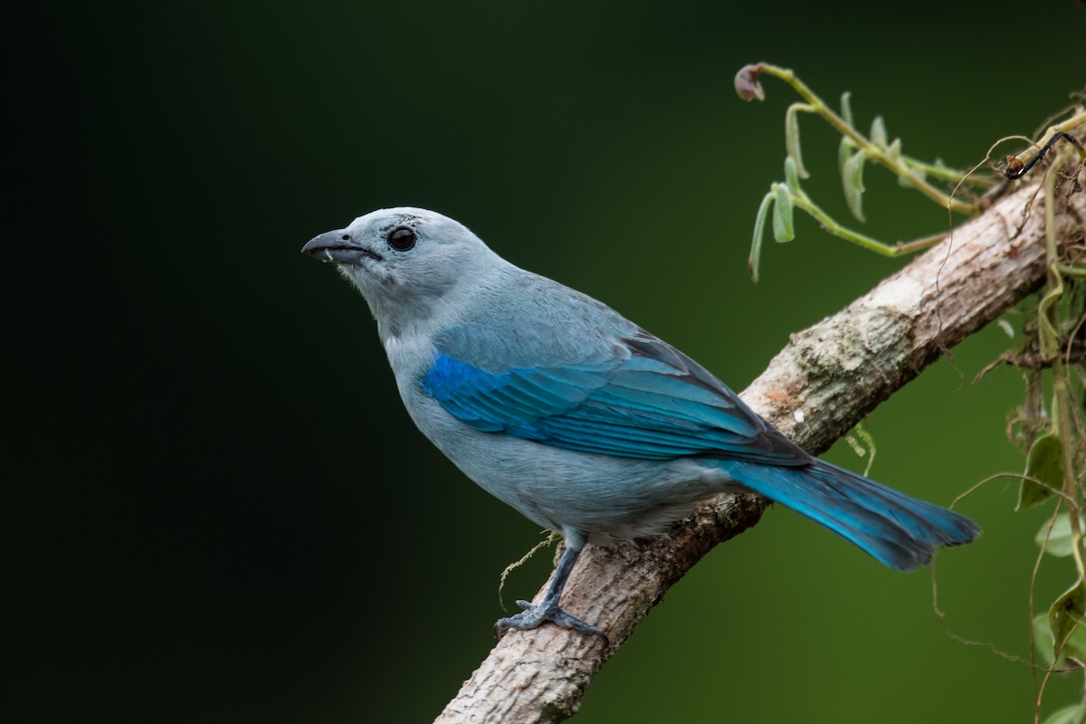 Blue-gray Tanager - ML623338757