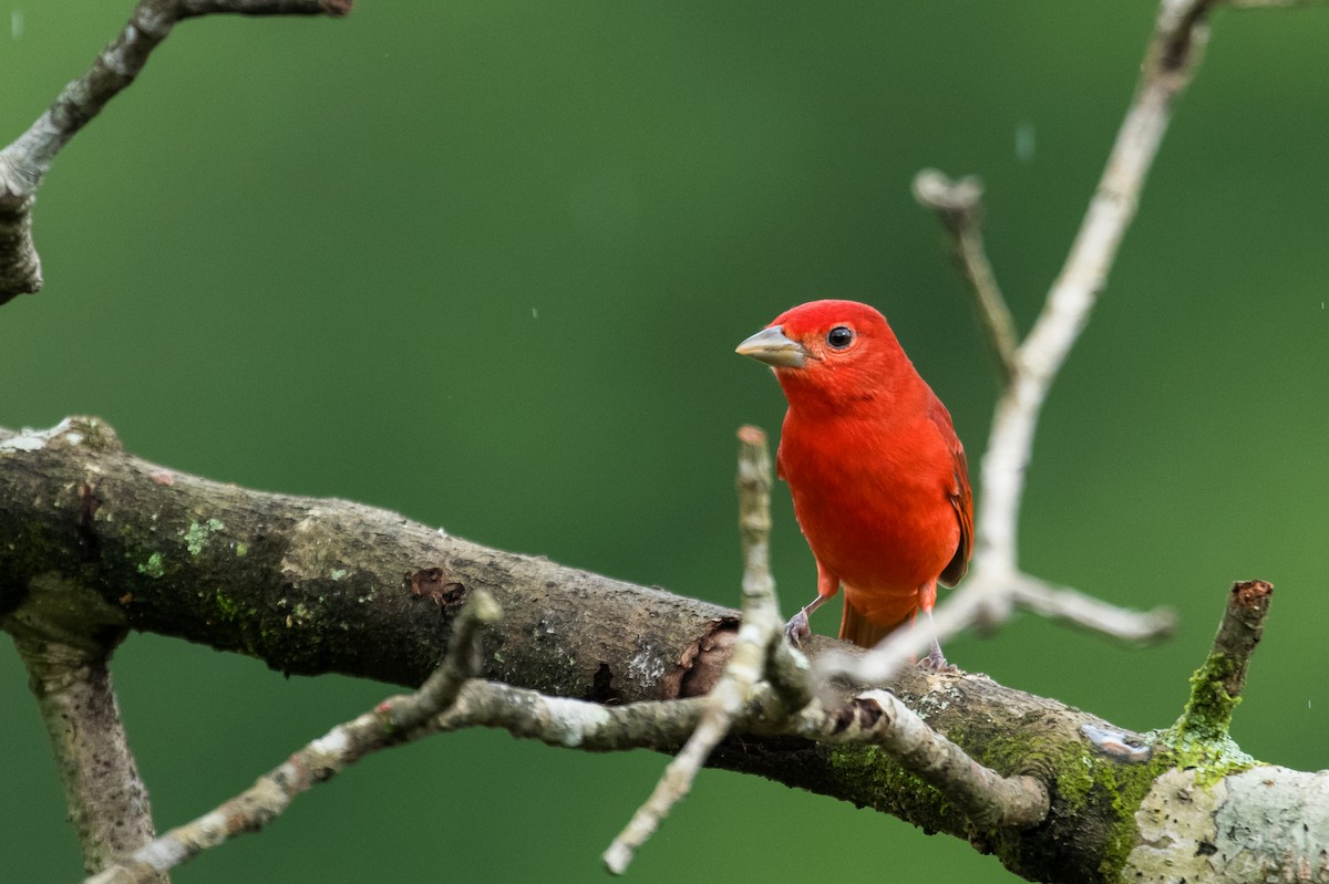 Summer Tanager - ML623338759