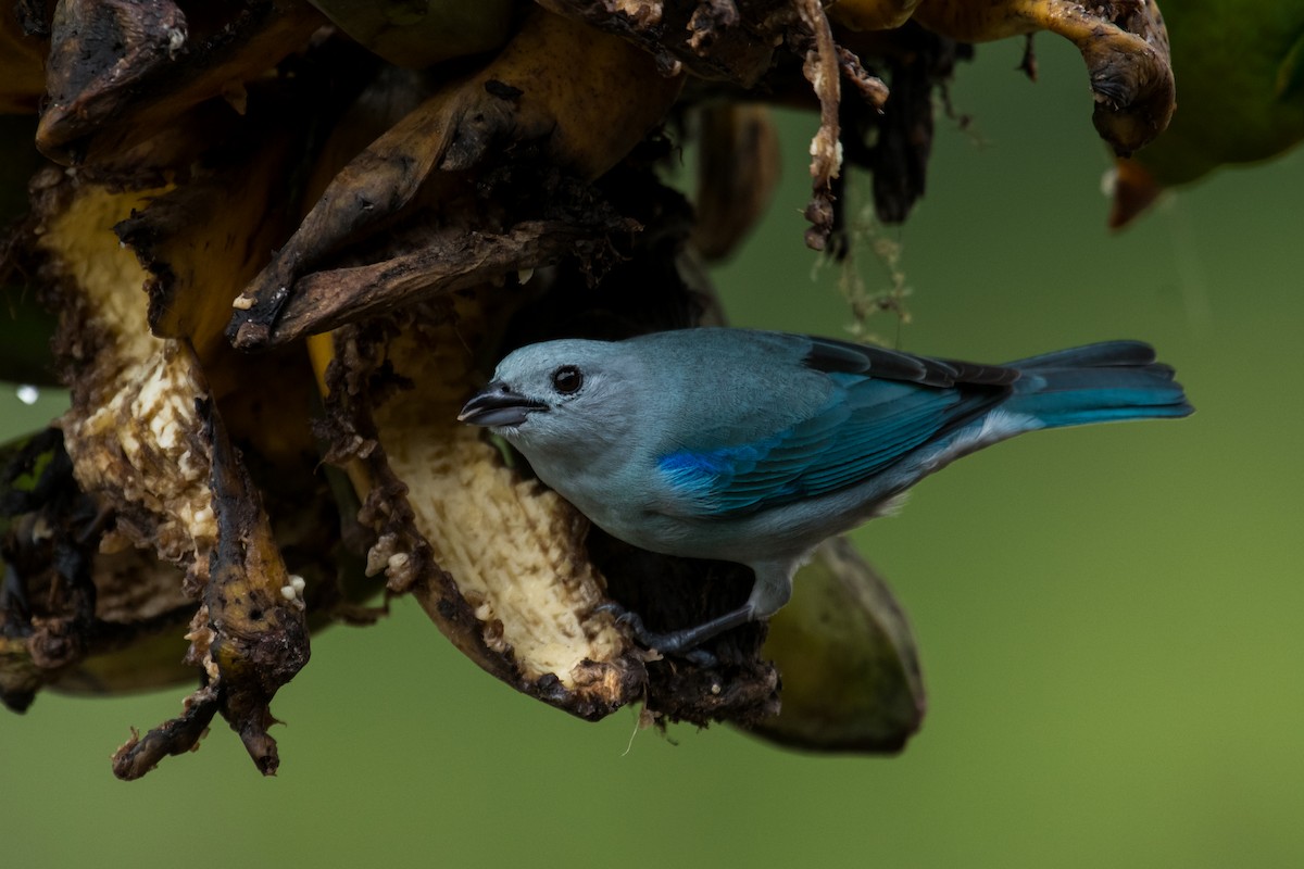 Blue-gray Tanager - ML623338764