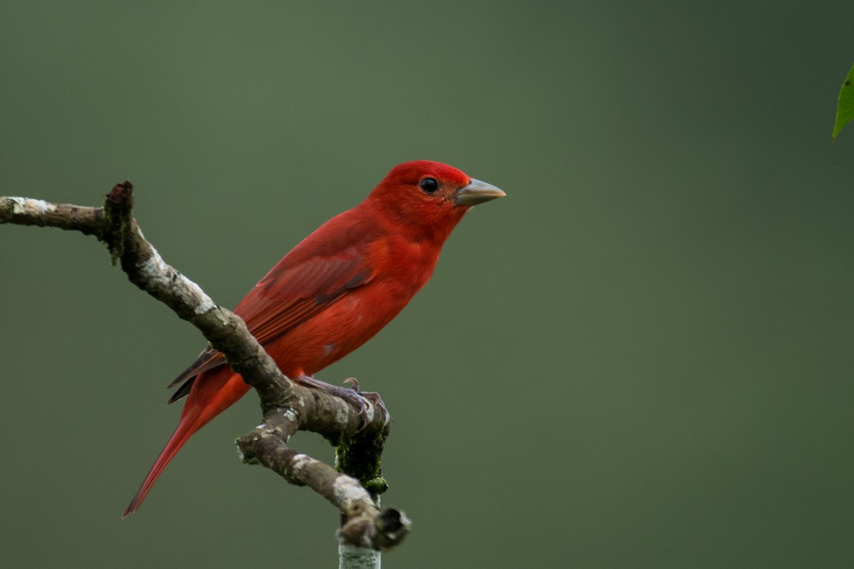 Summer Tanager - ML623338769