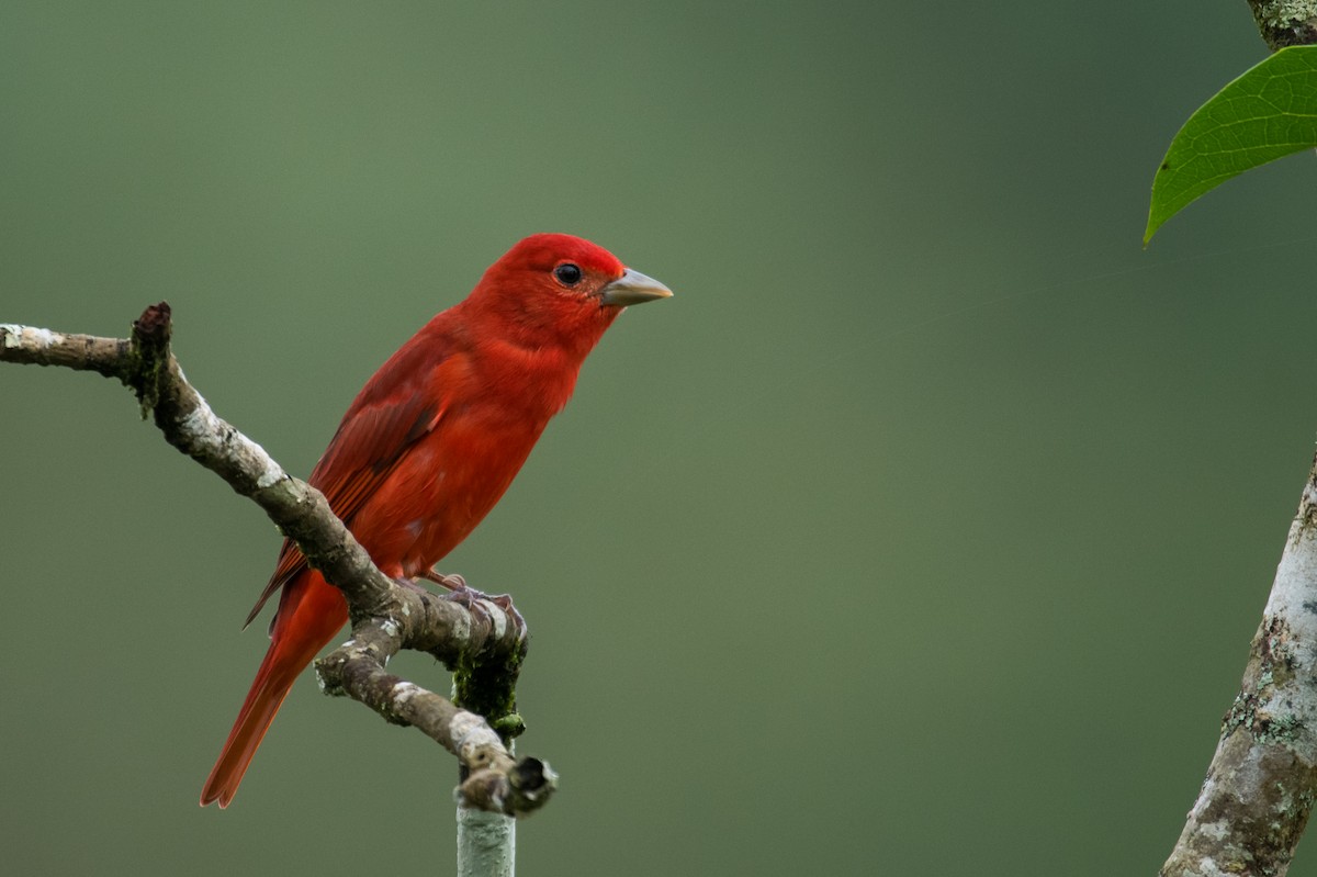 Summer Tanager - ML623338770