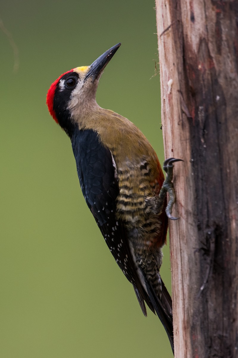 Black-cheeked Woodpecker - ML623338777