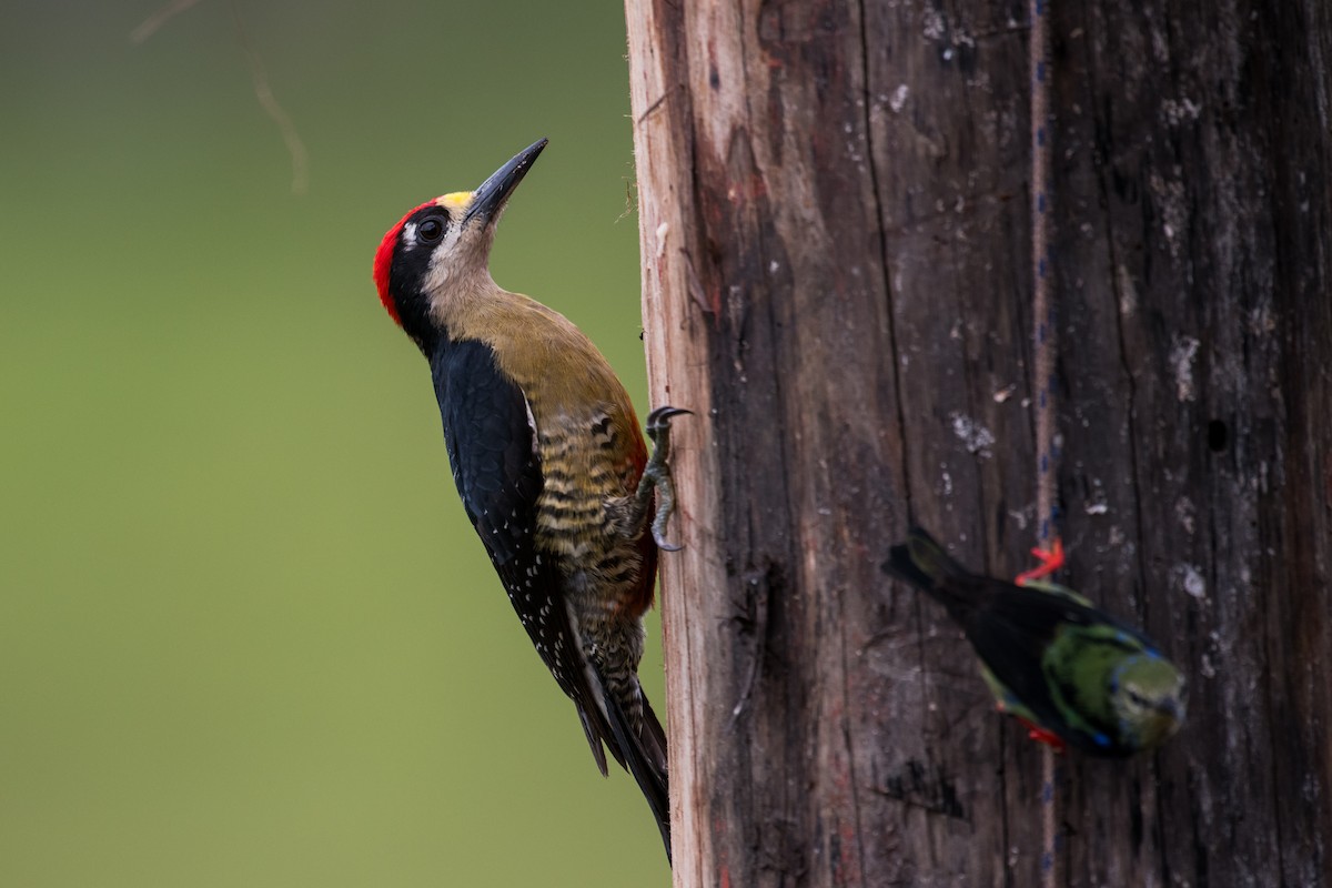 Black-cheeked Woodpecker - ML623338778