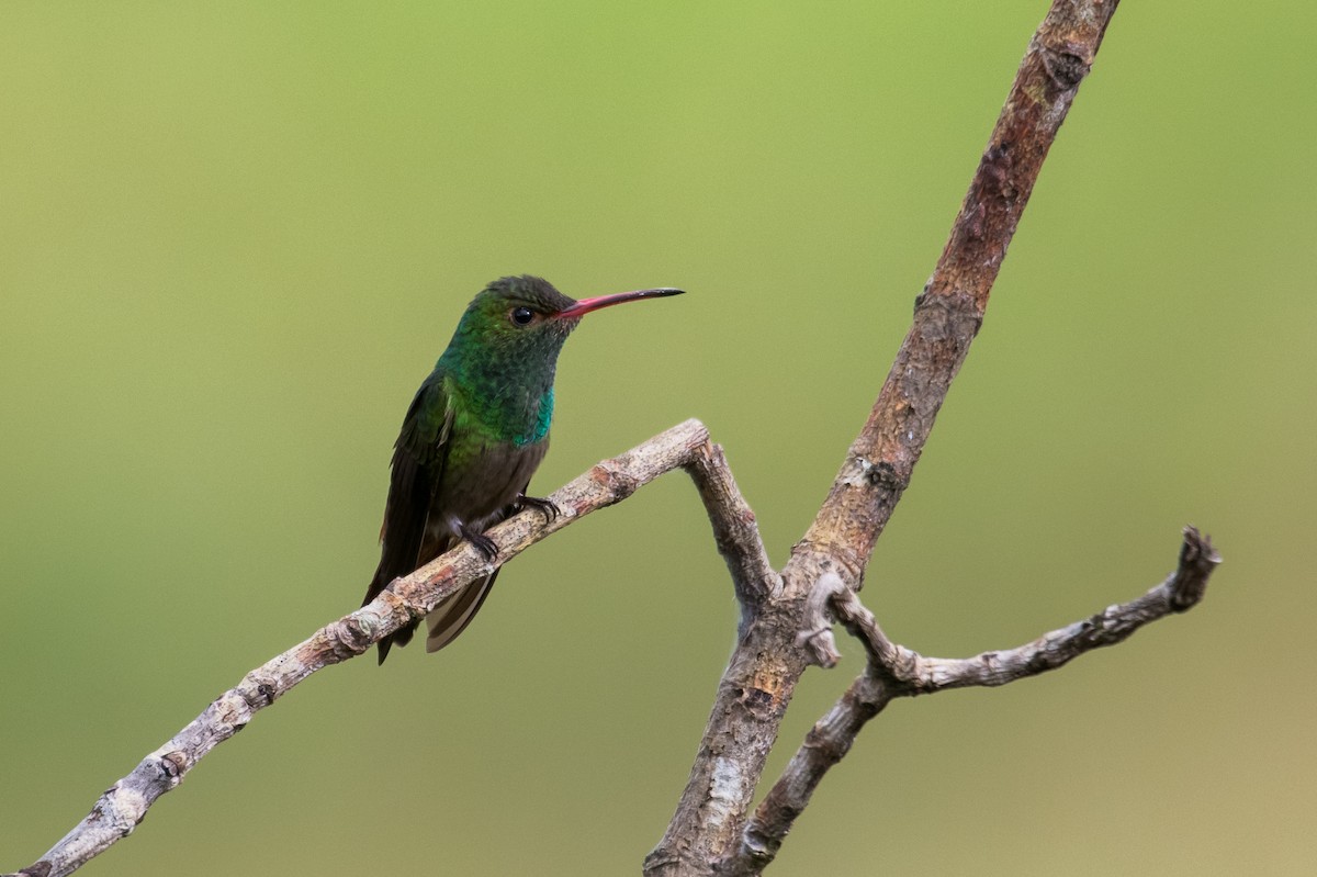 Rufous-tailed Hummingbird - ML623338784