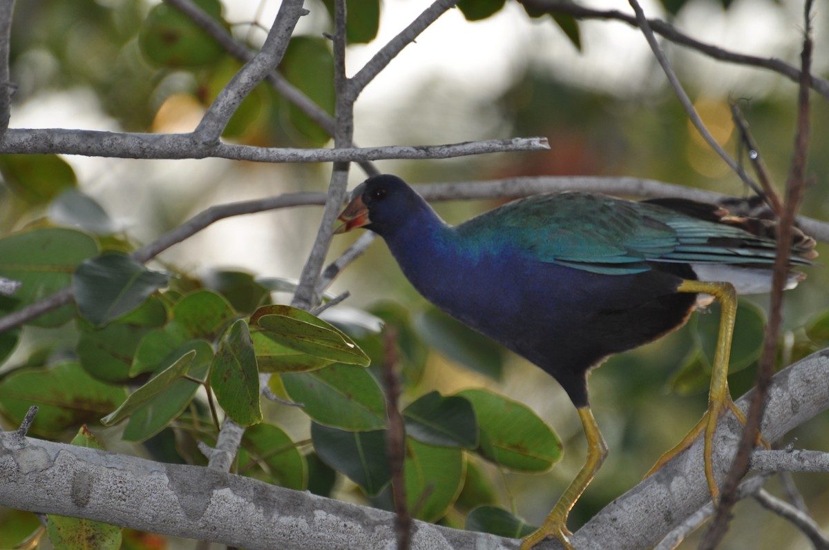 Purple Gallinule - ML623338795