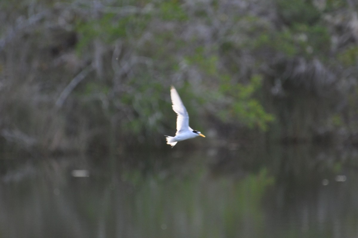 Least Tern - ML623338807