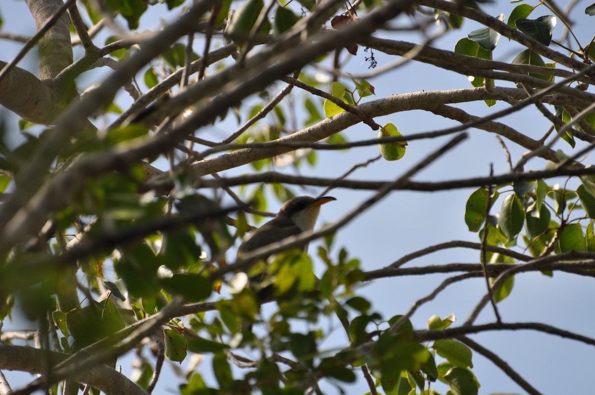 Mangrove Cuckoo - ML623338848