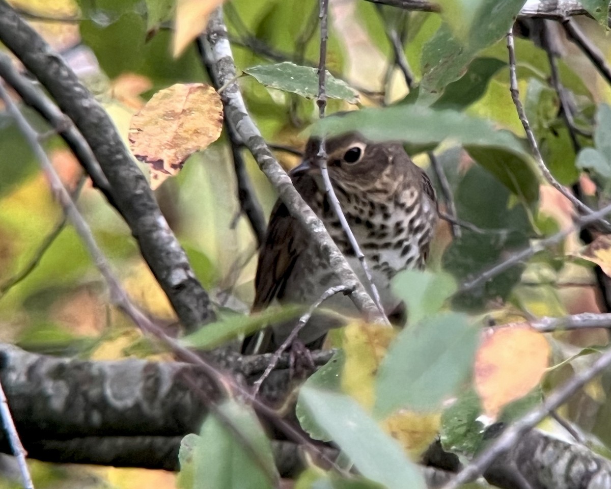 Swainson's Thrush - ML623338851