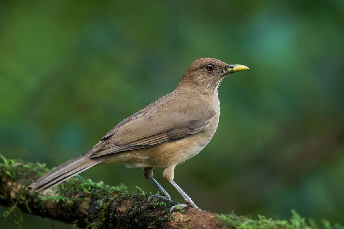 Clay-colored Thrush - ML623338890