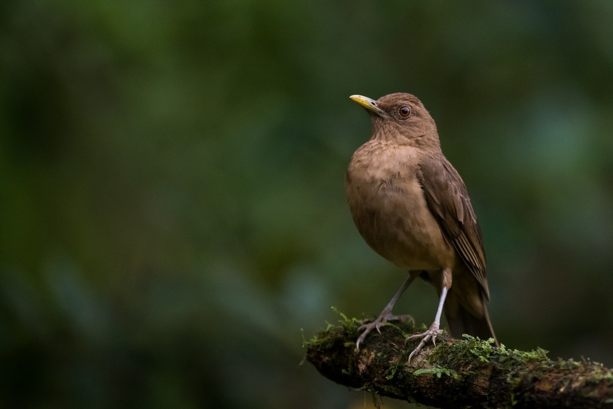 Clay-colored Thrush - ML623338893