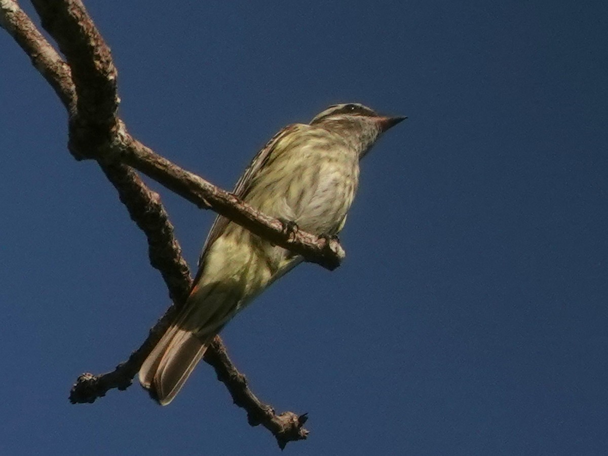 Streaked Flycatcher - ML623338895