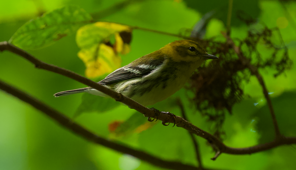 Black-throated Green Warbler - Justin Santiago