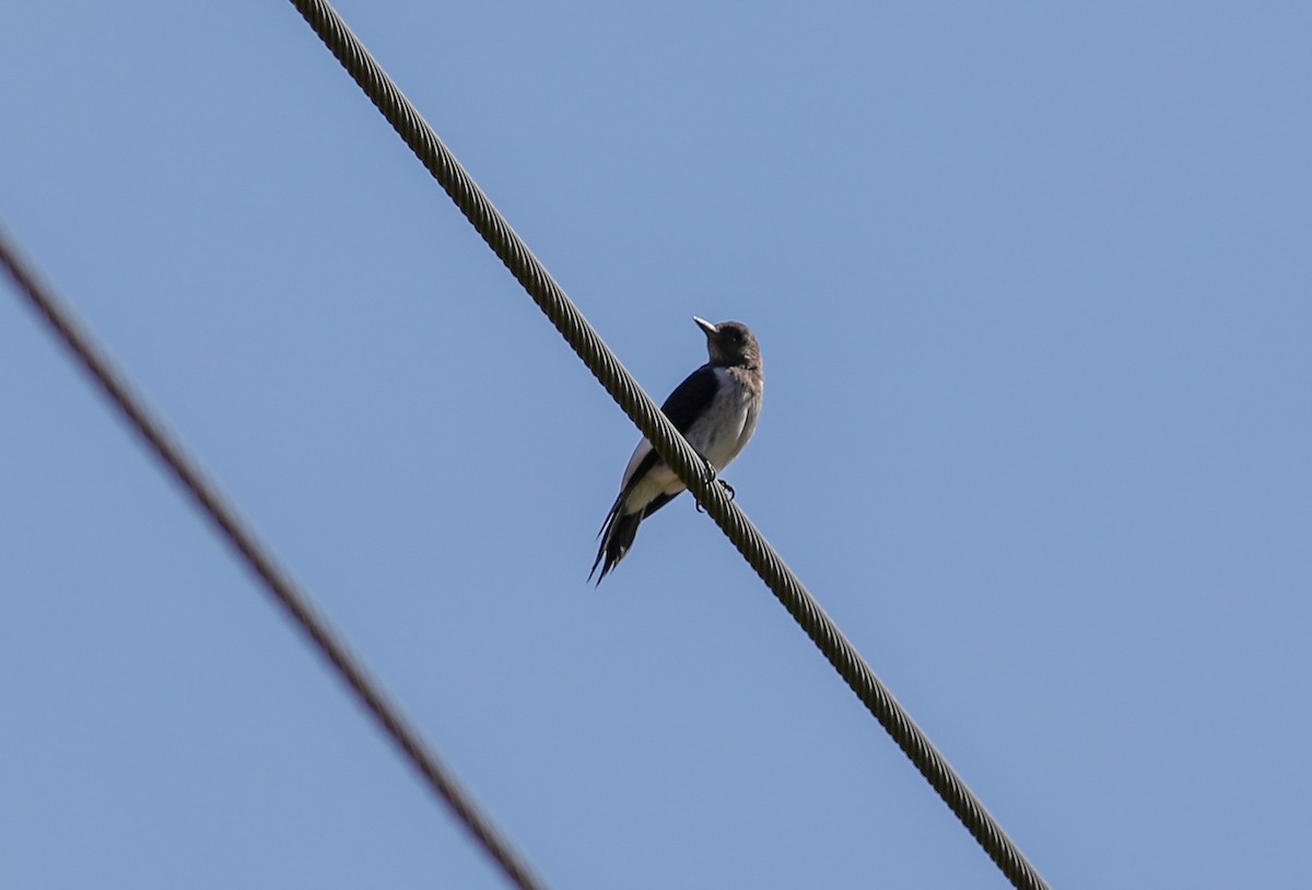 Red-headed Woodpecker - ML623338928