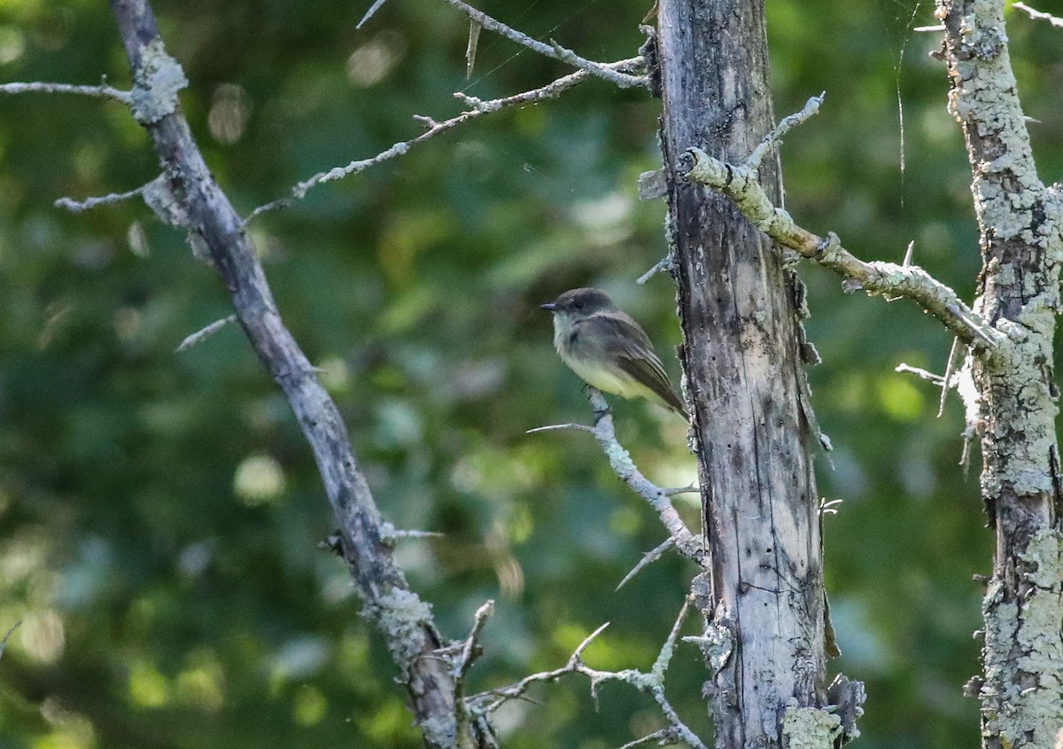 Eastern Phoebe - ML623338934