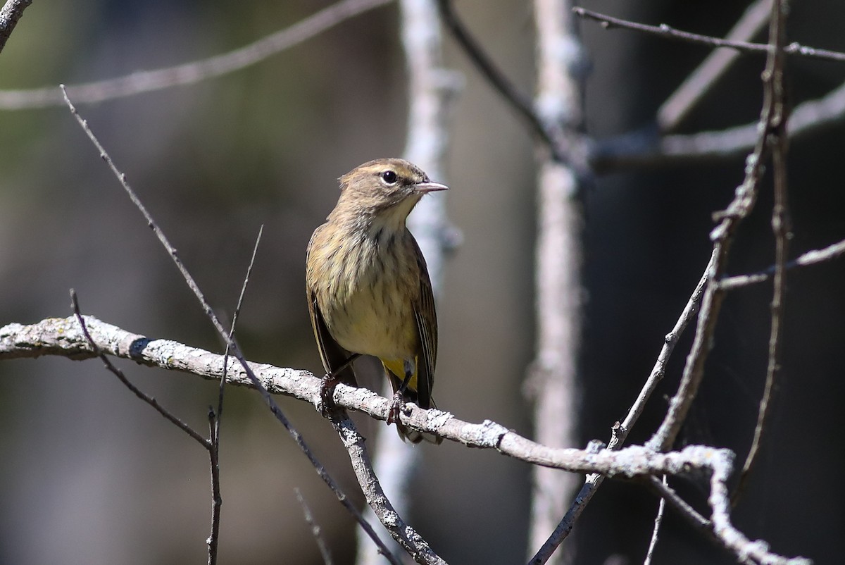 Palm Warbler - ML623338943