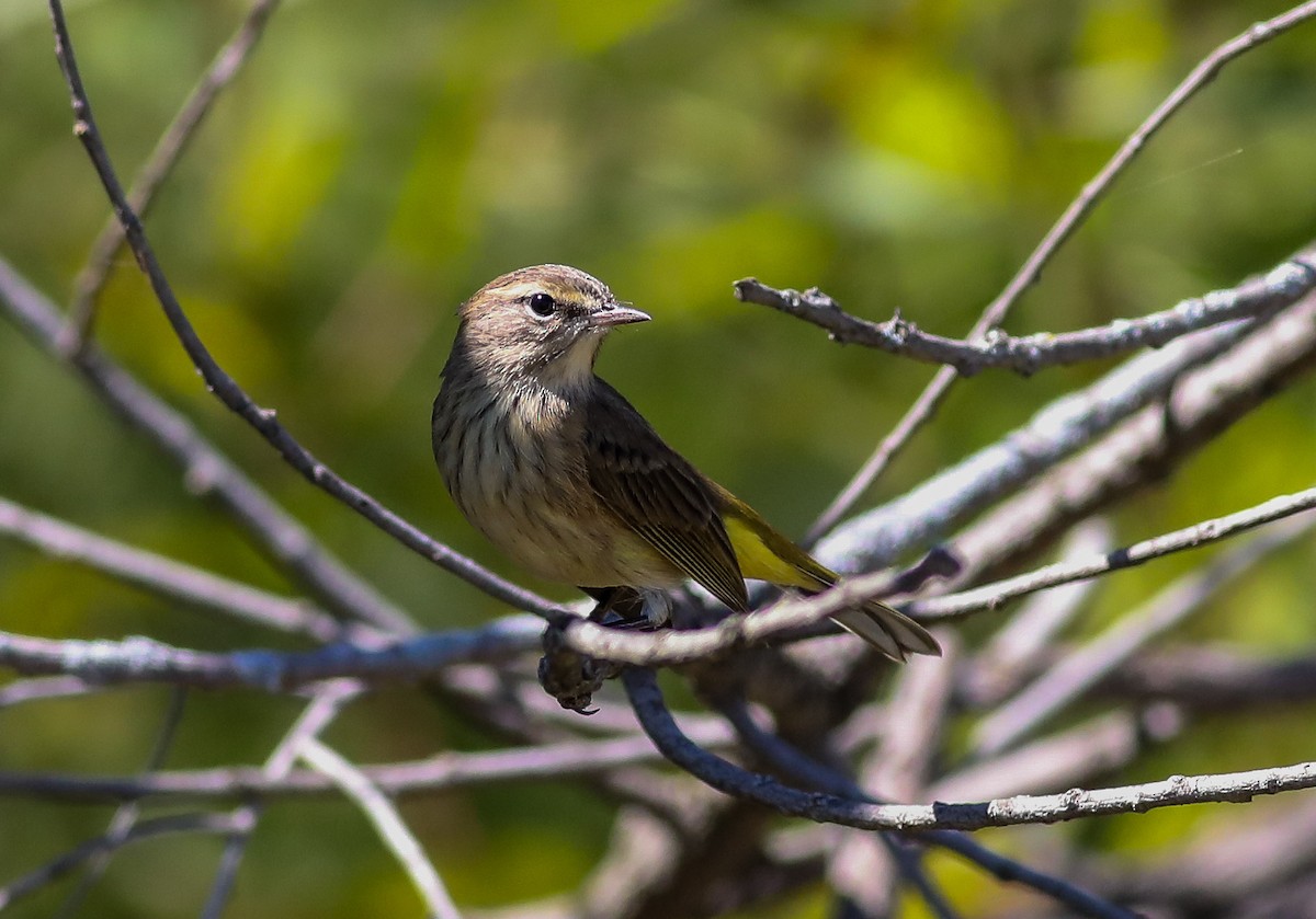 Palm Warbler - ML623338944