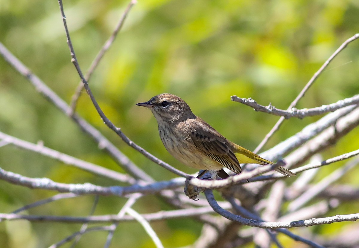 Palm Warbler - ML623338945