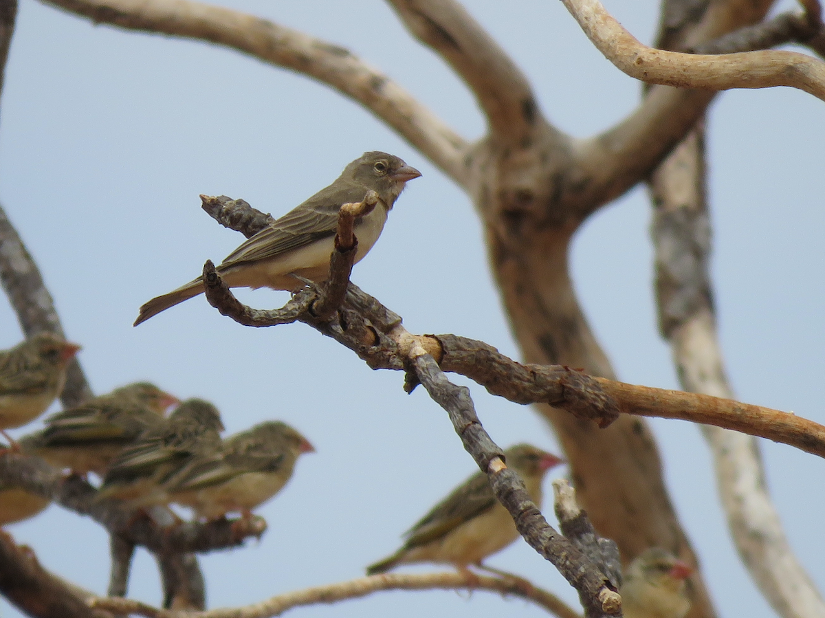 Yellow-spotted Bush Sparrow - ML623338946