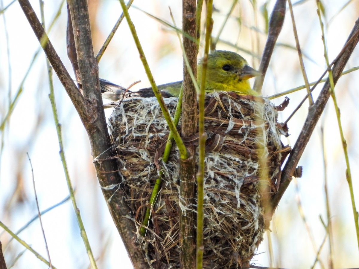 American Goldfinch - ML623338950