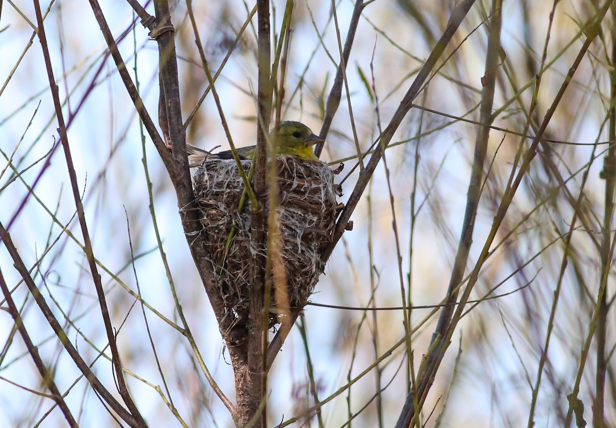 American Goldfinch - ML623338952