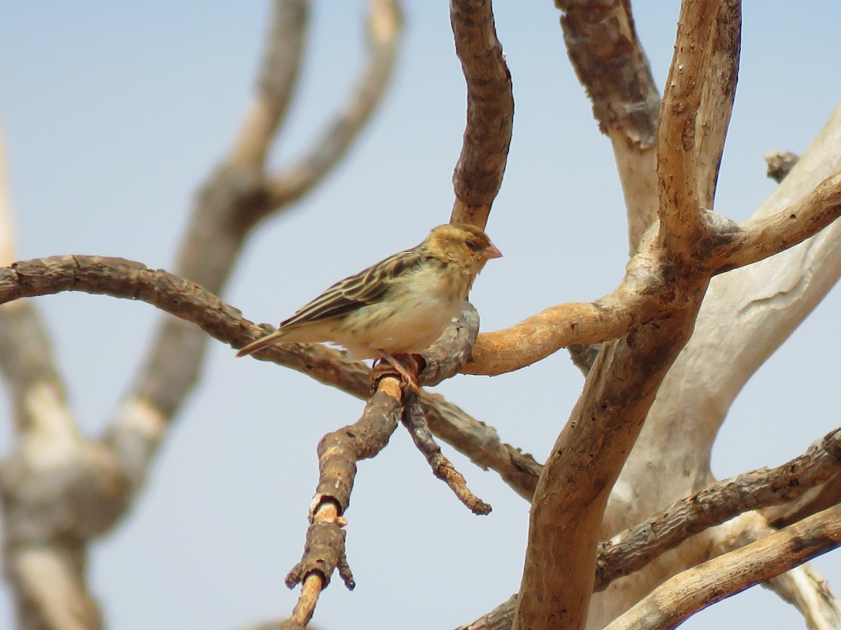 Straw-tailed Whydah - ML623338999