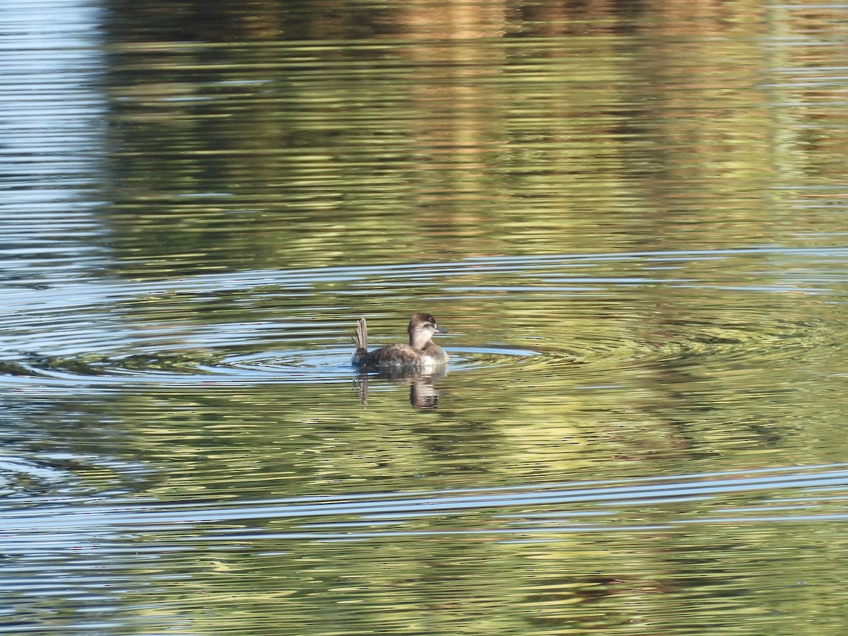 Ruddy Duck - ML623339036