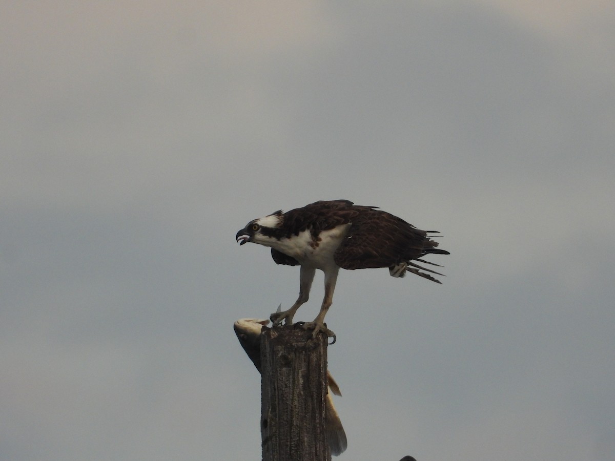 Águila Pescadora - ML623339038