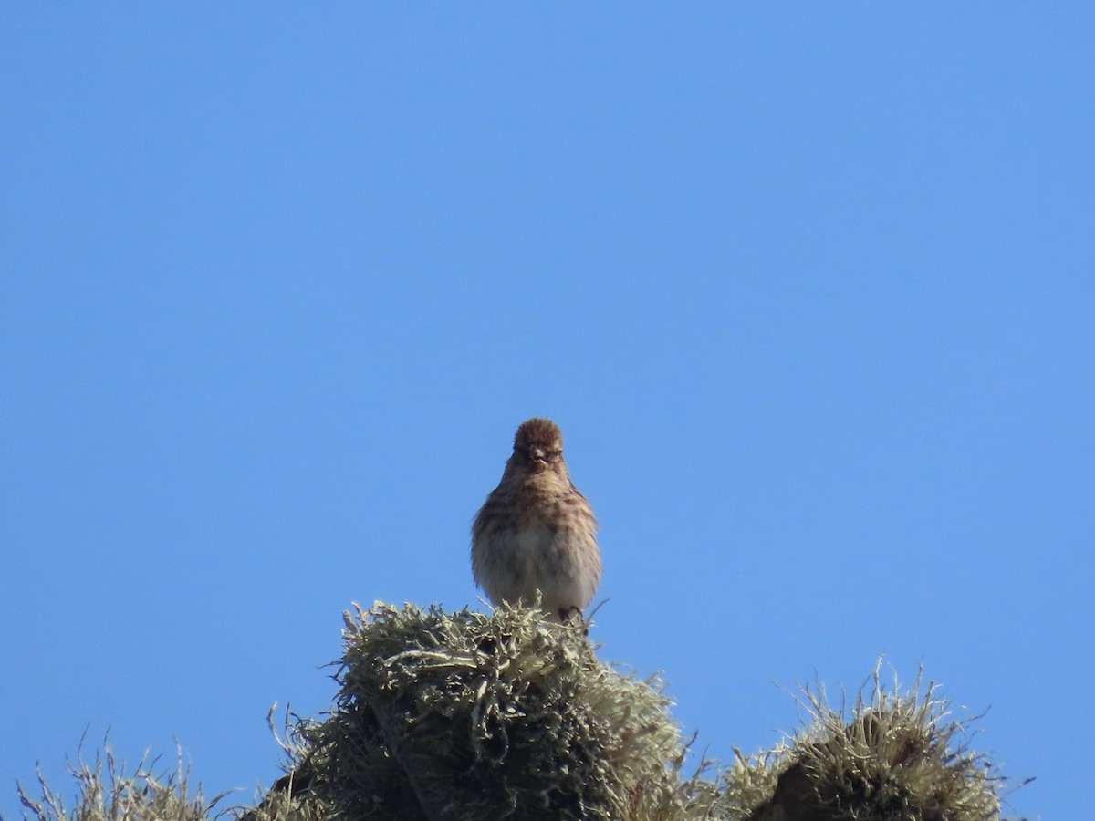 Pardillo Piquigualdo - ML623339104