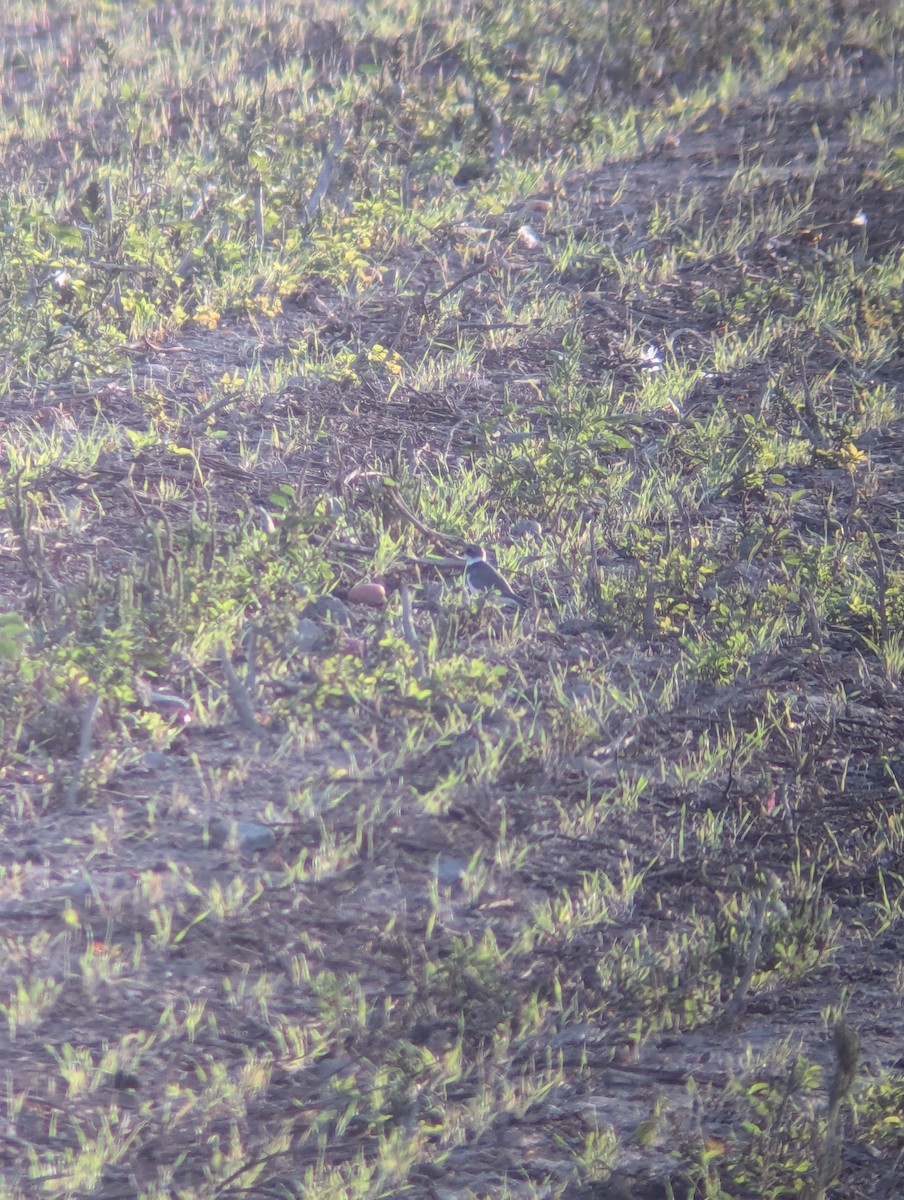 Semipalmated Plover - ML623339106