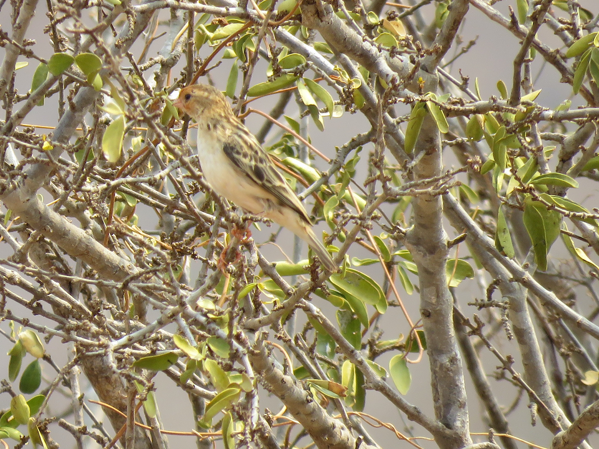 Straw-tailed Whydah - ML623339108