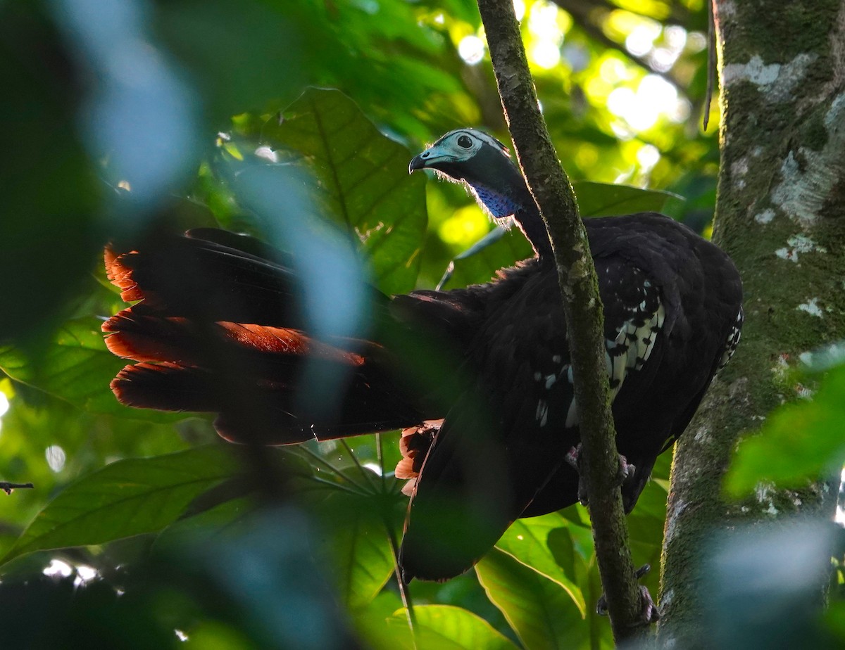 Trinidad Piping-Guan - ML623339116