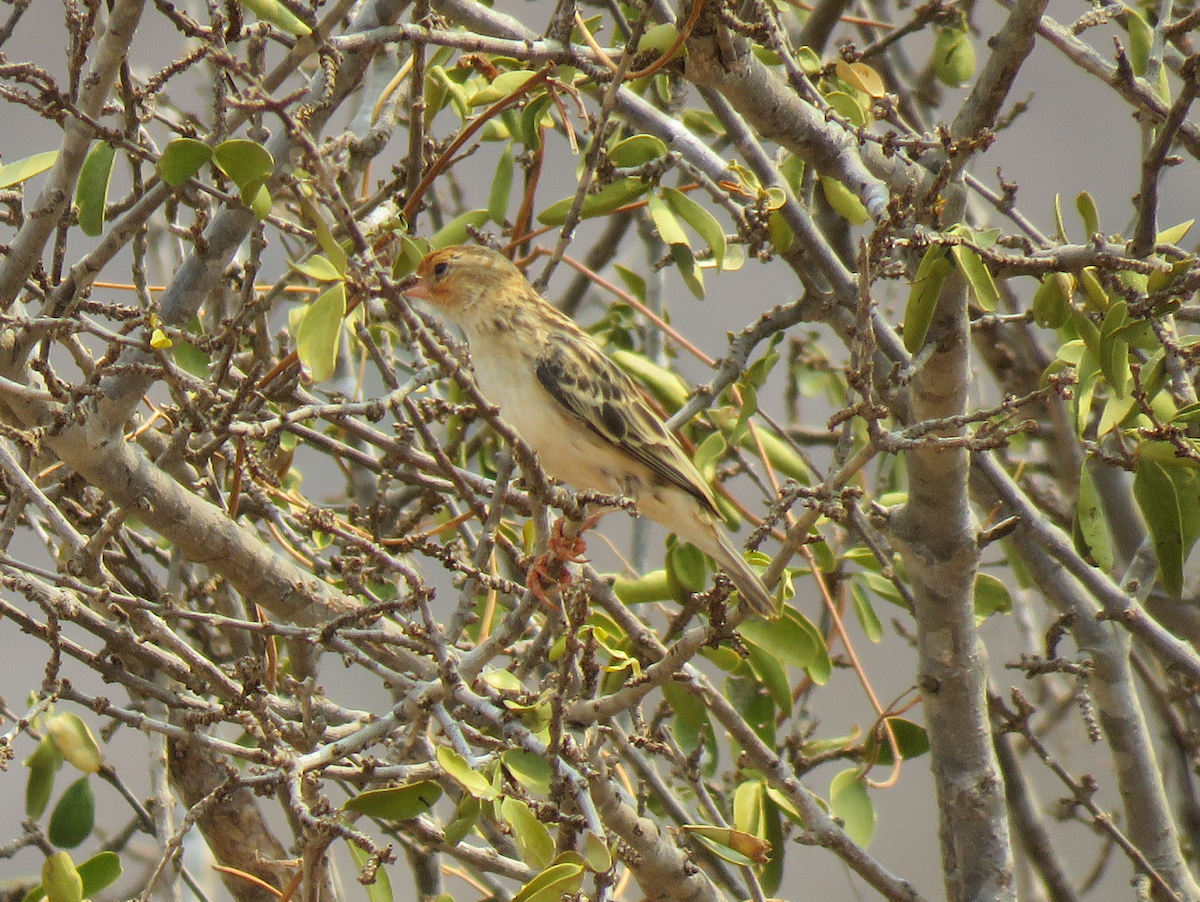 Straw-tailed Whydah - ML623339135