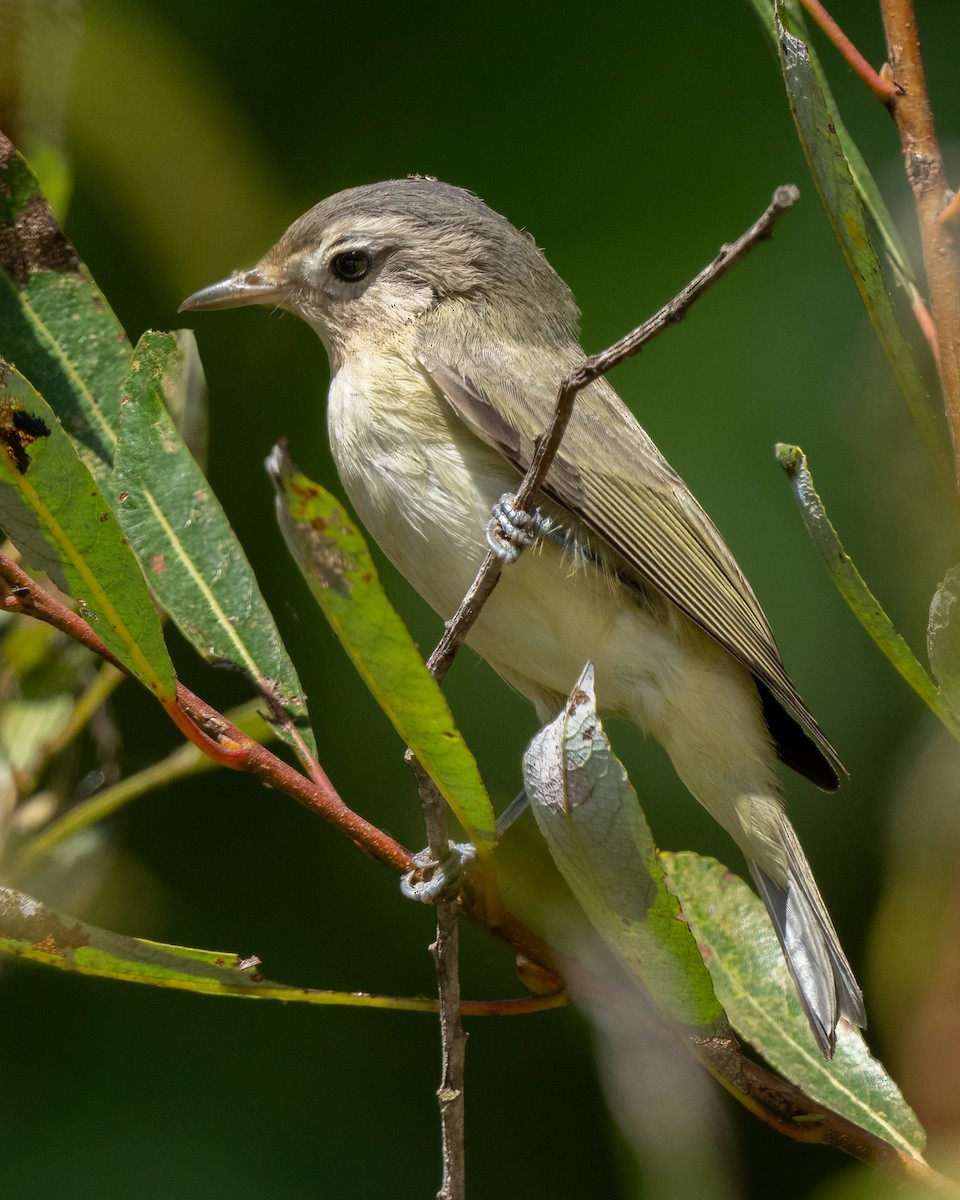 sangvireo - ML623339150