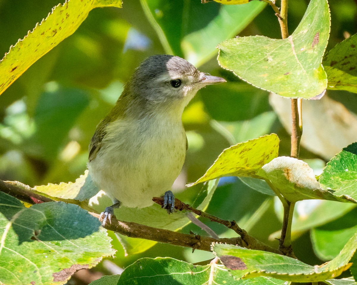 sangvireo - ML623339151