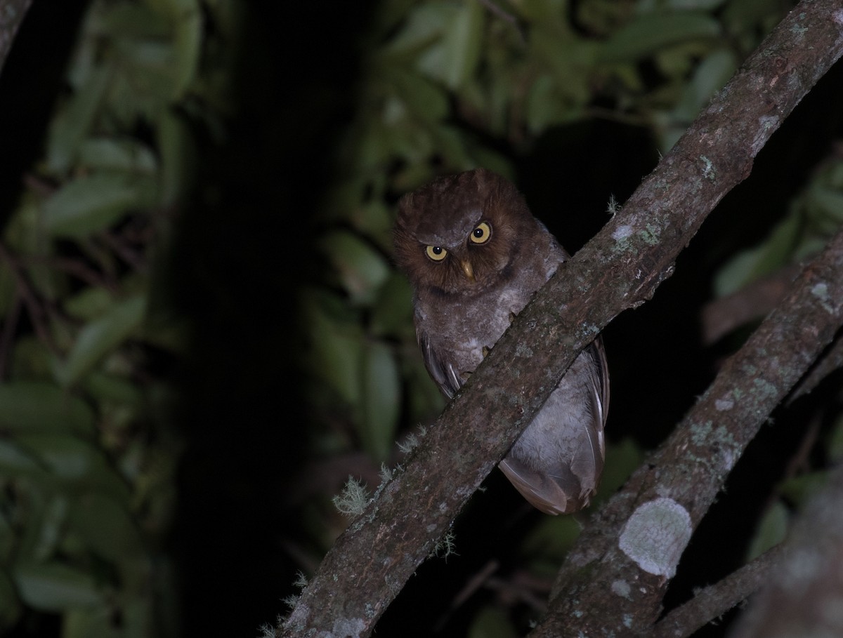 Flores Scops-Owl - Ross Gallardy