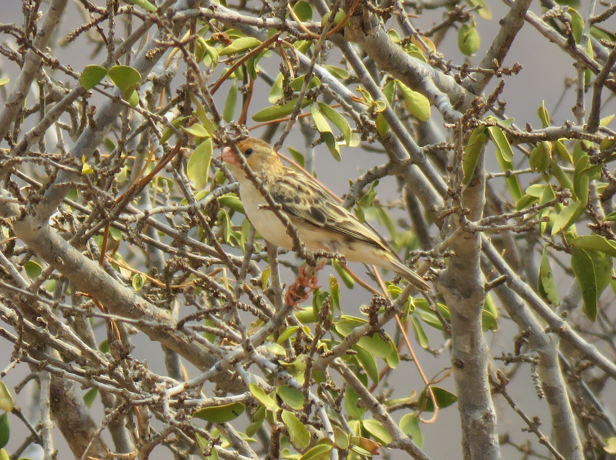 Straw-tailed Whydah - ML623339224