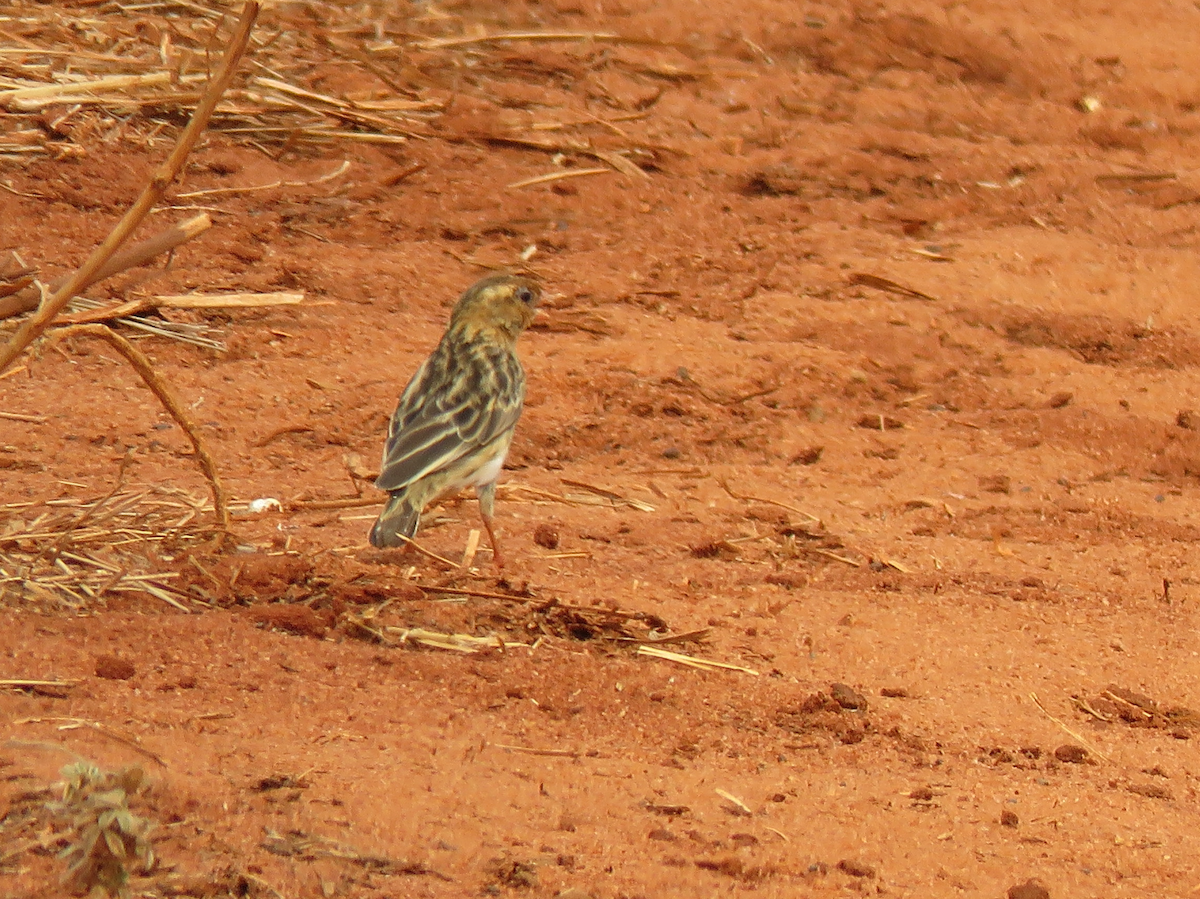 Straw-tailed Whydah - ML623339225