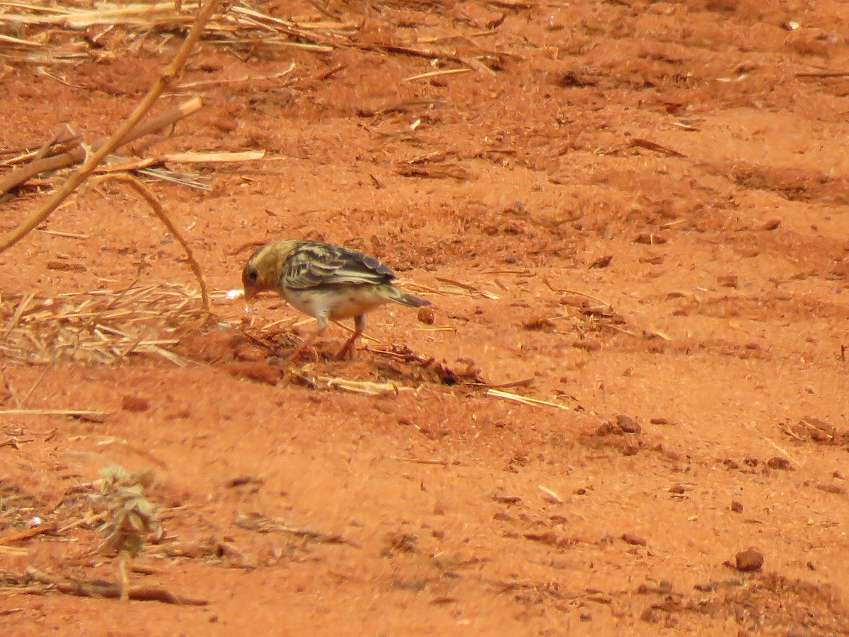 Straw-tailed Whydah - ML623339226