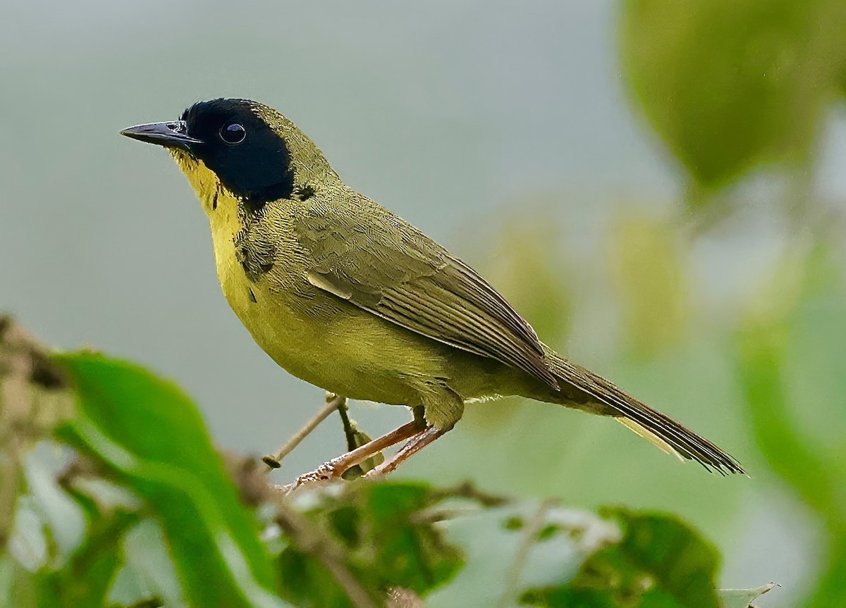 Olive-crowned Yellowthroat - ML623339228