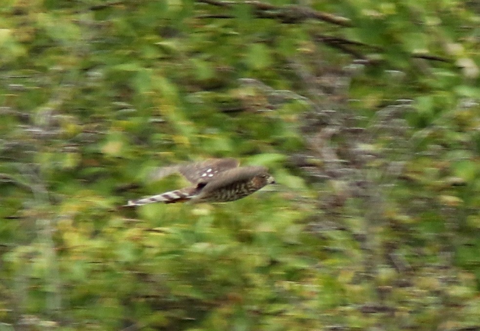 Sharp-shinned Hawk - ML623339247