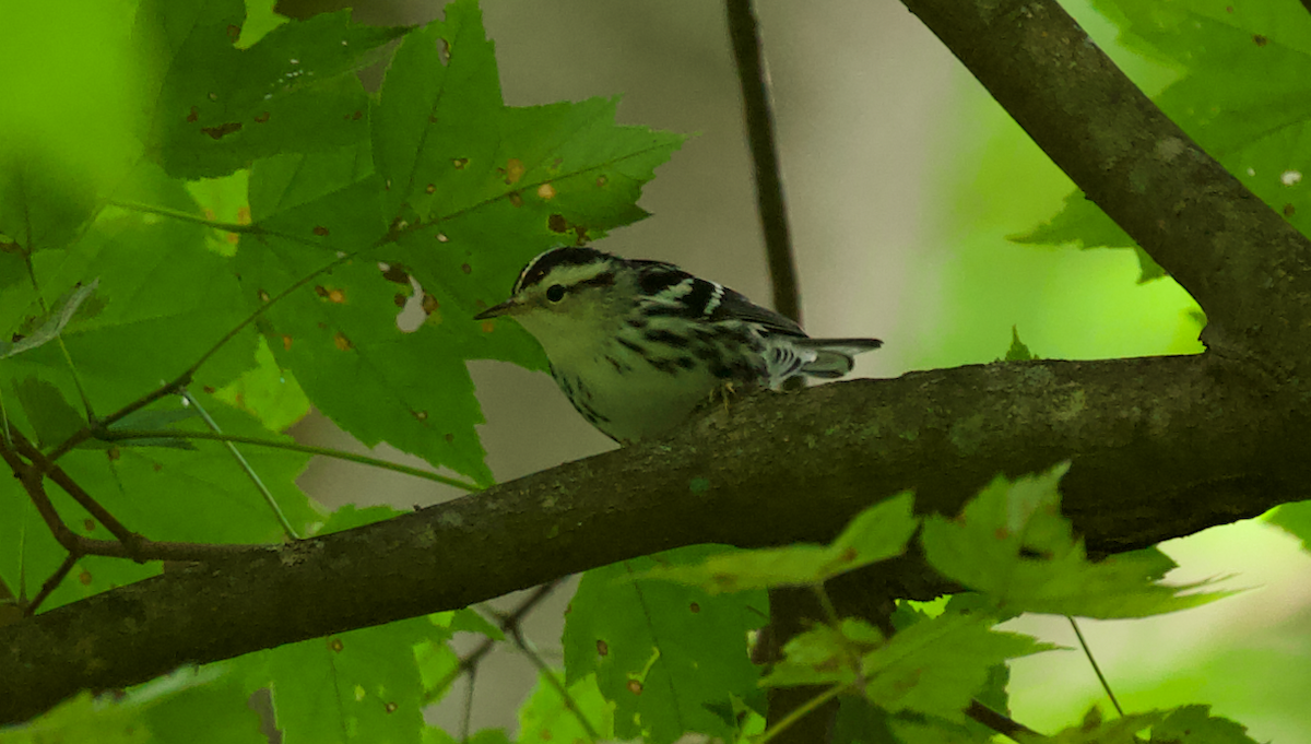 Black-and-white Warbler - ML623339267