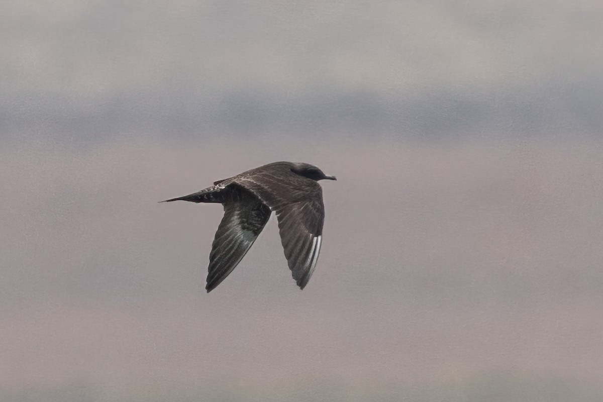 Long-tailed Jaeger - ML623339318