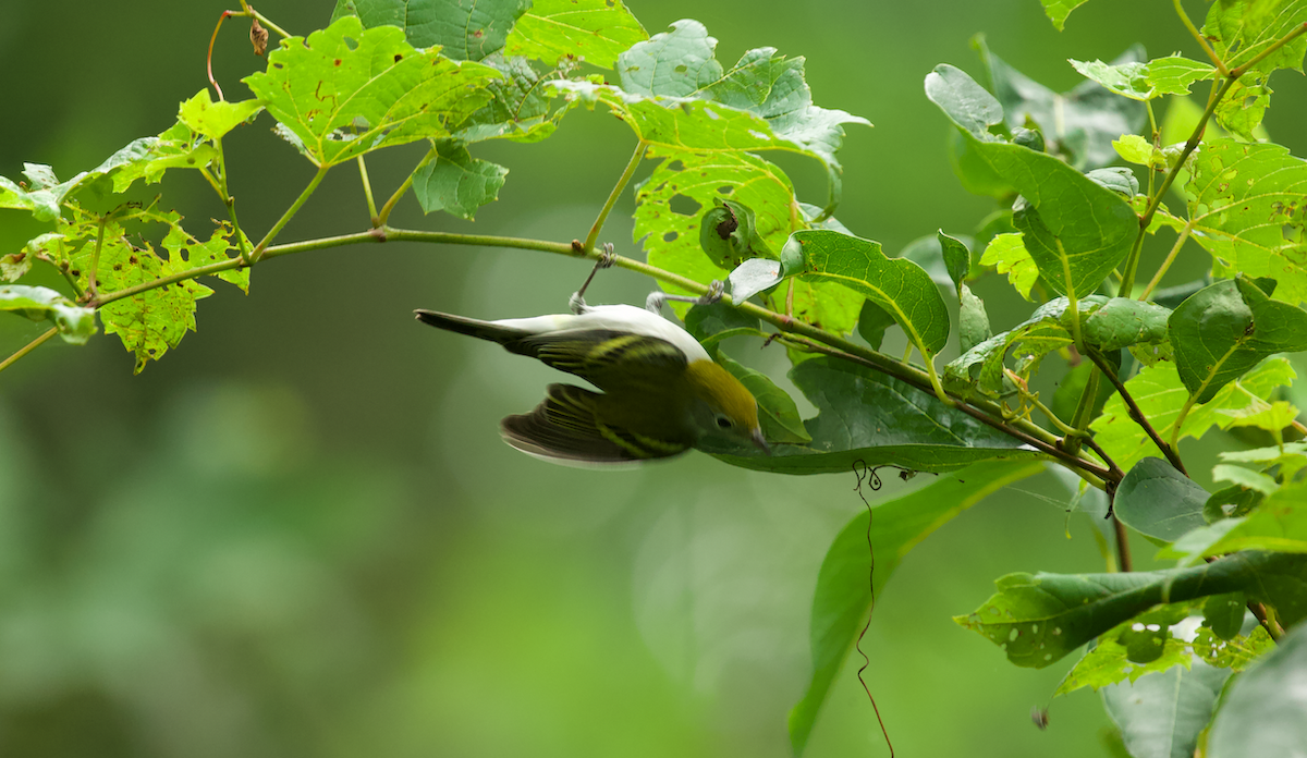 Chestnut-sided Warbler - ML623339412