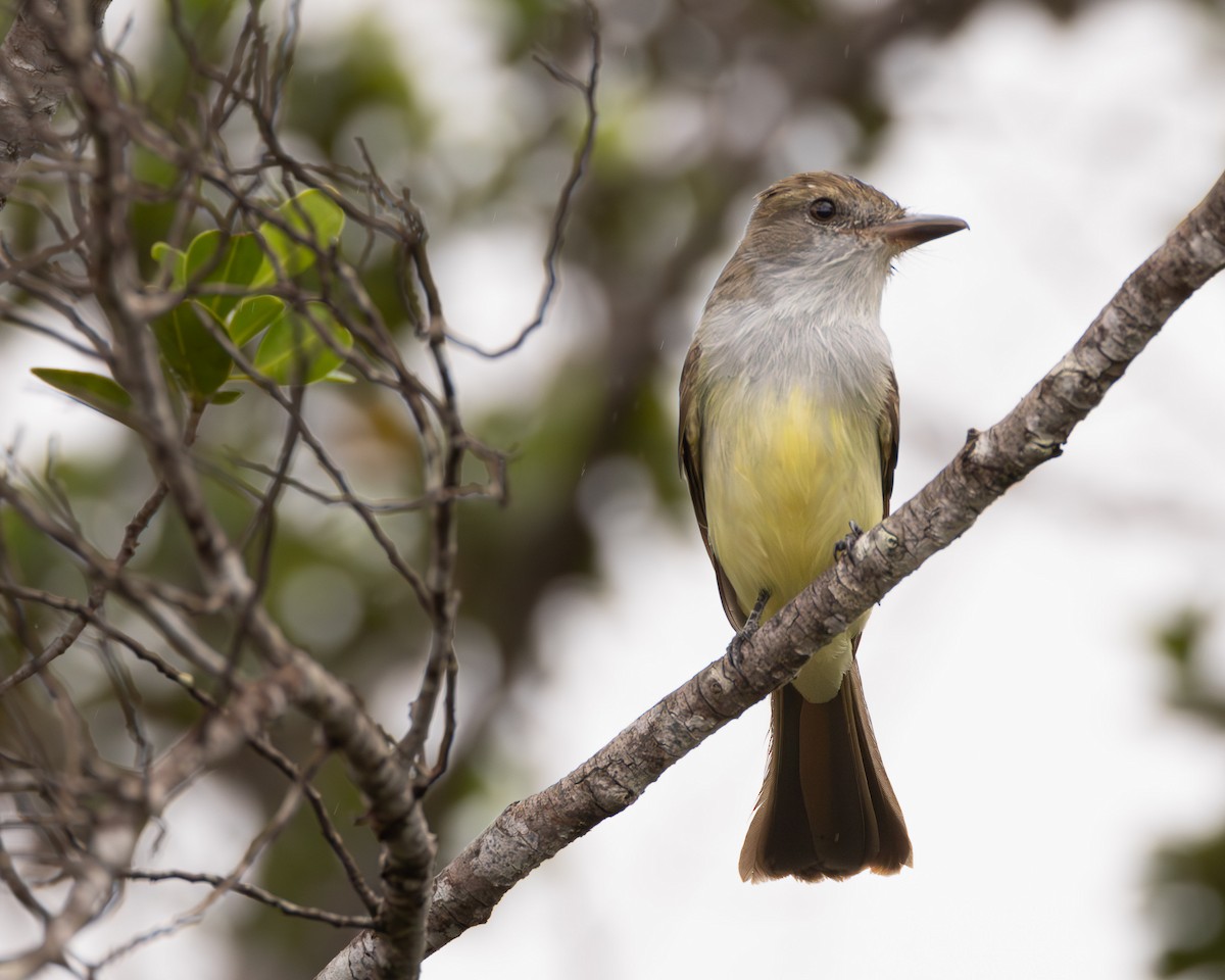 Brown-crested Flycatcher - ML623339420