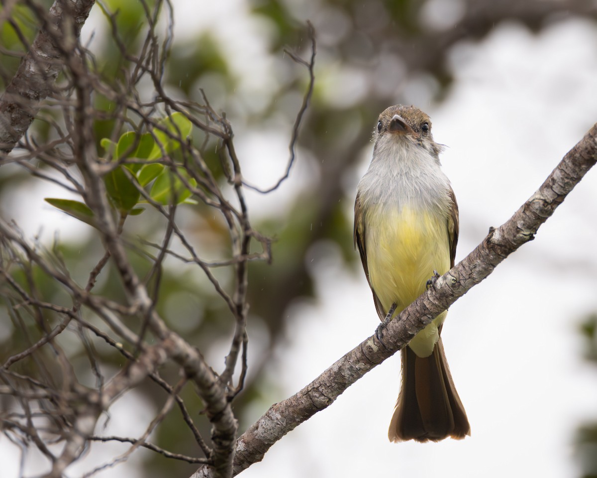 Brown-crested Flycatcher - ML623339421